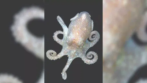 Small octopus