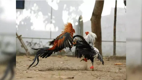 Representative image of cockfight