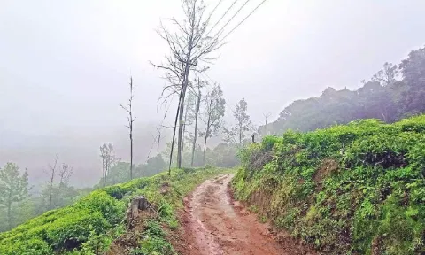 The Longwood Shola Reserve Forest in The Nilgiris 
