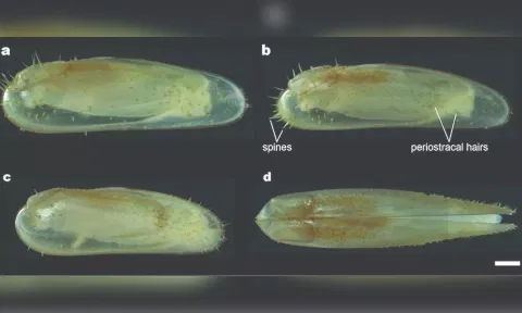 Vadumodiolus teredinicola - New mussel species