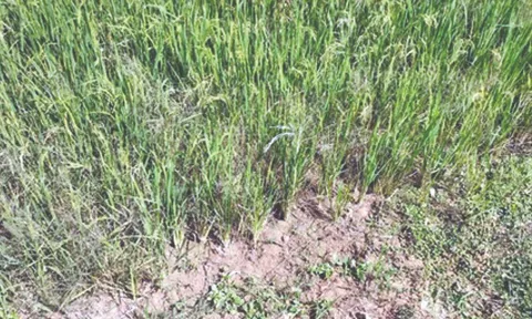 Paddy withering in tail-end regions of Delta due to water scarcity