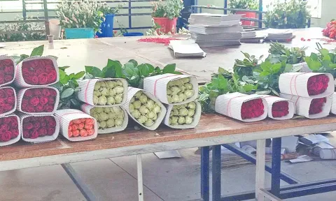 Rose exports on downward slide this ‘V’ Day season