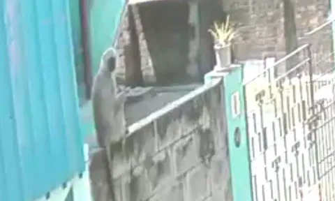 One of Hanuman langurs sitting on a compound wall in the Otteri residential area. 