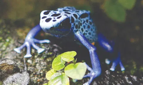 Three studies suggest that the presence of prey may encourage toe-tapping in poison dart frogs