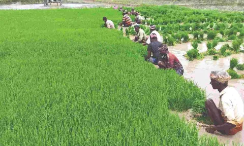 Farmers see private traders lucrative