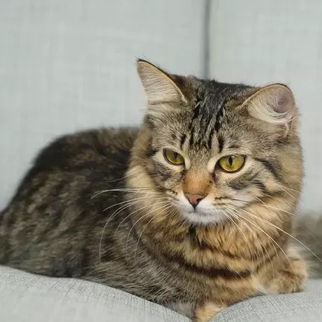 Feline factor Purr-fect: It’s the cat’s meow, but you just don’t understand