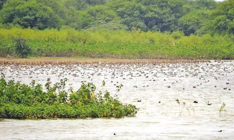 View of Karaivetti bird sanctuary (file photo)