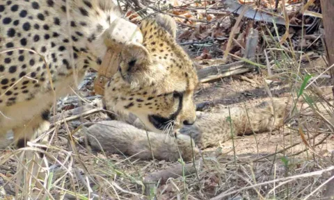 Gamini, the cheetah from S Africa, with her litter at Kuno National Park in MP