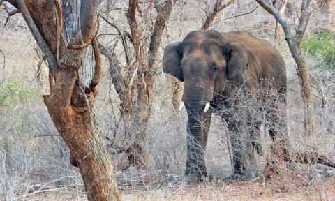 The lone tusker relocated by forest officials