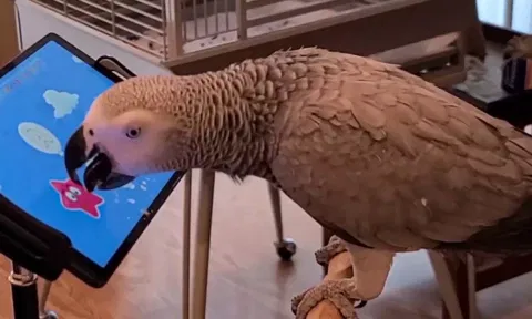 Avian Pastime: Angry birds? These mobile games are for the winged ones