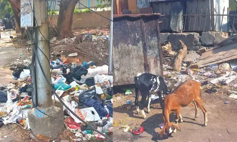 Some of the street corners littered with garbage which attracts street dogs