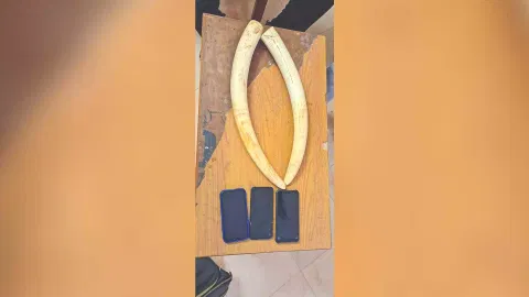  Elephant tusks