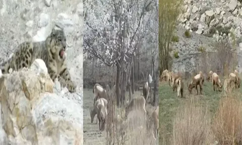 Rise in average temperatures shifts season cycle in Gilgit Baltistan (Pamir Times wildlife)