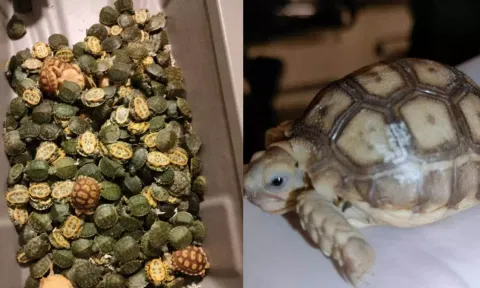 Image of Turtles seized in Chennai airport few months ago 