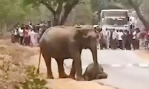 Elephant calf killed in tiger attack; distraught jumbo refuses to leave baby's corpse