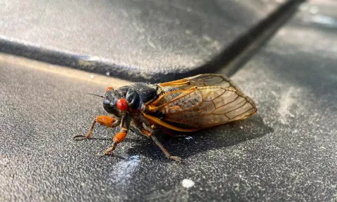 cicadas 