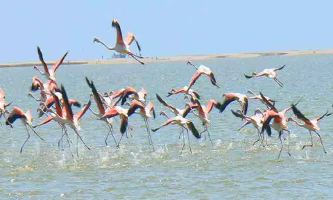  Pulicat bird sanctuary