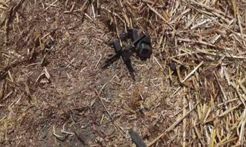 Visual pf the recovered drone (ANI)