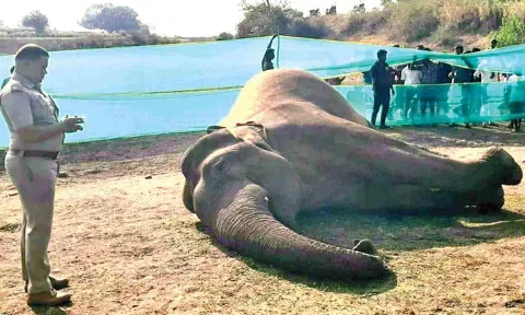 A makhna (tuskless male) elephant died of electrocution near Denkanikottai in Krishnagiri 