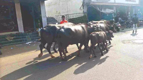 A herd of buffaloes on Pallavaram Station Road