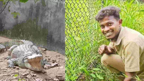 Crocodile; Vijay (23)