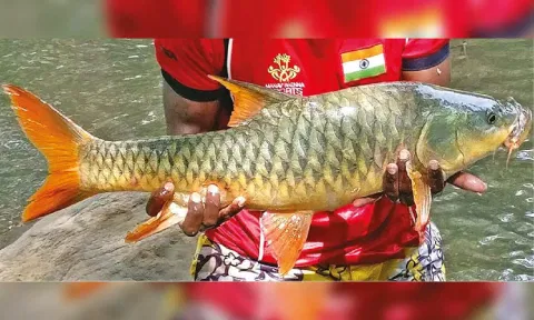 The Tiger of the Cauvery caught in Moyar, one of the last strongholds for the hump-backed mahseer