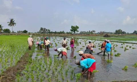 Cultivation going on in full swing in Thanjavur