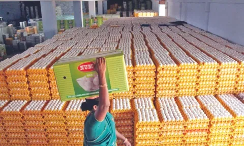 Namakkal Egg poultry farming