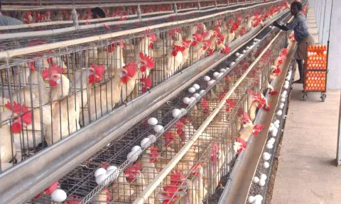 Broiler Chickens