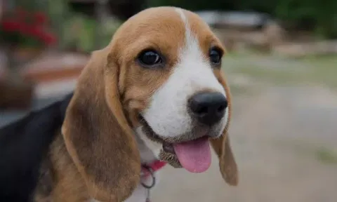 Dog undergoes non-invasive heart surgery at Delhi vet hospital (PTI)