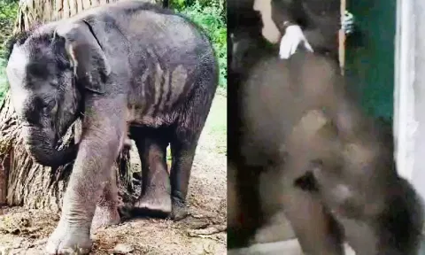 Baby elephant