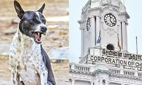 (l-R) A Stray dog, Greater Chennai Corporation 