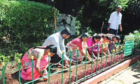 Planting underway at SIMS Park in Coonoor