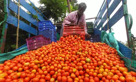 Image of Tomatoes used for Representation purposes (Photo credit: Justin George)