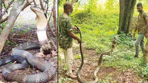 12-feet-long king cobra was captured (Photo/DailyThanthi) 