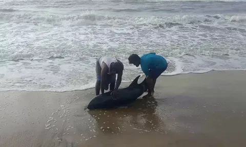 Melon headed whale being rescued by Vignesh and Pandiyan off Perunduravu