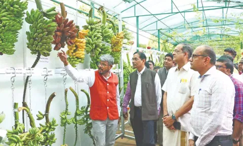 NRCB Director R Selvarajan explaining about banana varieties in Tiruchy on Wednesday