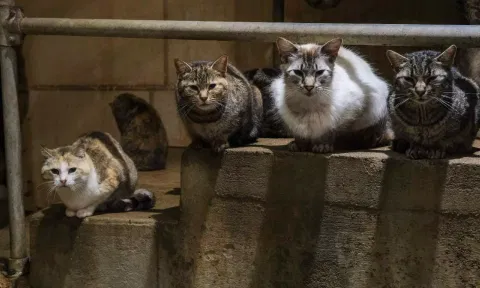 Cats
