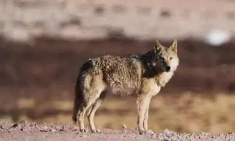 Wolf