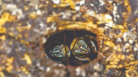 Image of bee