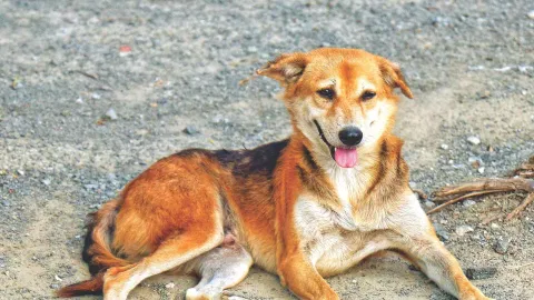 stray dog