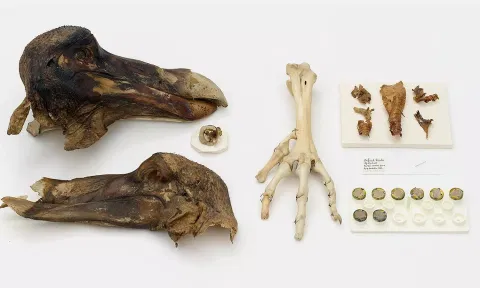 Who’s the dodo now? A famously extinct bird, reconsidered