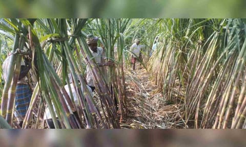  Farmers in a sugarcane field at Lalgudi in Tiruchy