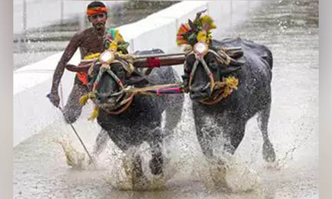Buffalo (PTI)