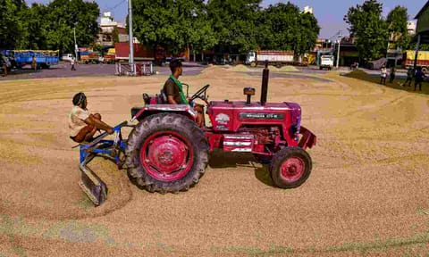  Farm workers use a tractor to spread rice grain for drying in the sun at a field, in Jalandhar, Punjab (PTI)