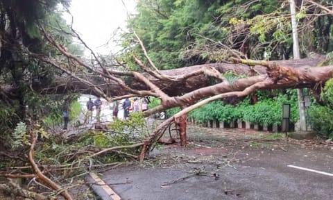 An uprooted tree blocking a road in Coonoor 