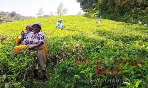 Manjolai Estate workers 