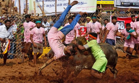 A Jallikattu event in motion (File photo) 