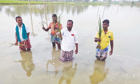 File image of farmers show submerged paddy crops 