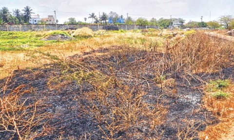 Loss of mangroves can threaten coasts with flooding, storm surges, etc.